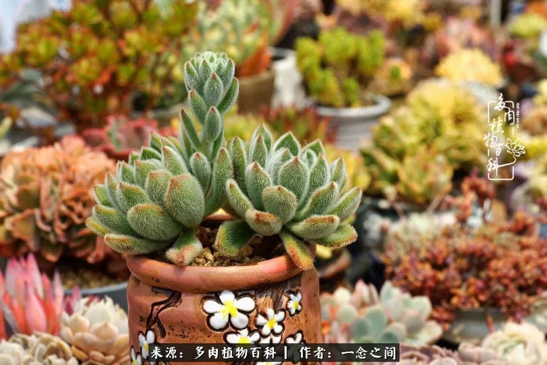 群友聊多肉没有最二只有更二,爆笑百科二群的二货二事!