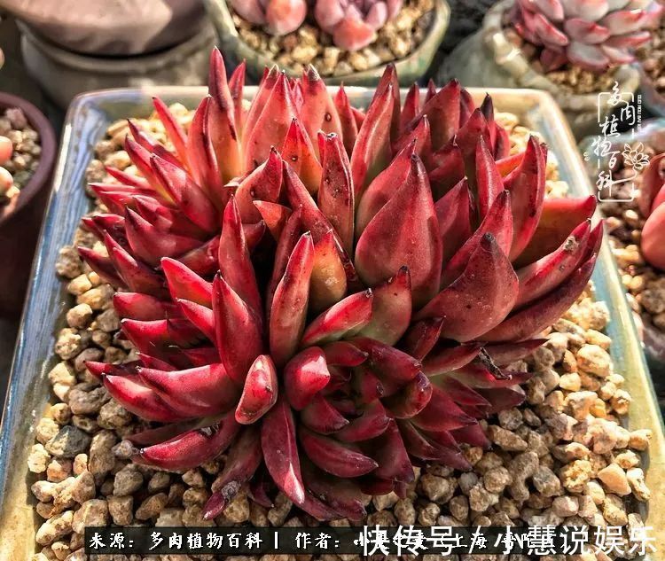 肉如人生，遇见多肉，遇见美！附个人多肉养护经验！