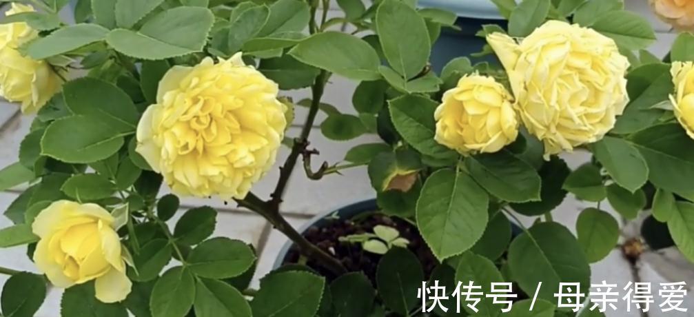 阳台党花友养月季,这两款是首选,节省空间,开花勤快