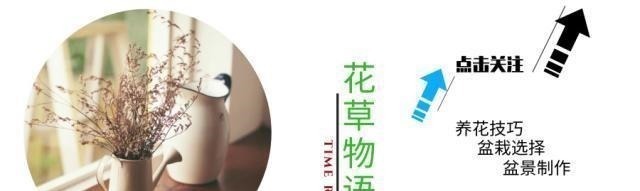 黄杨树|云贵大山的“黄杨市场”，是“原则”与艺术的碰撞，你站谁呢！