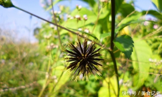 留个意：看到此野草，摘回家炒鸡蛋，作用非常大，现在知道还不晚