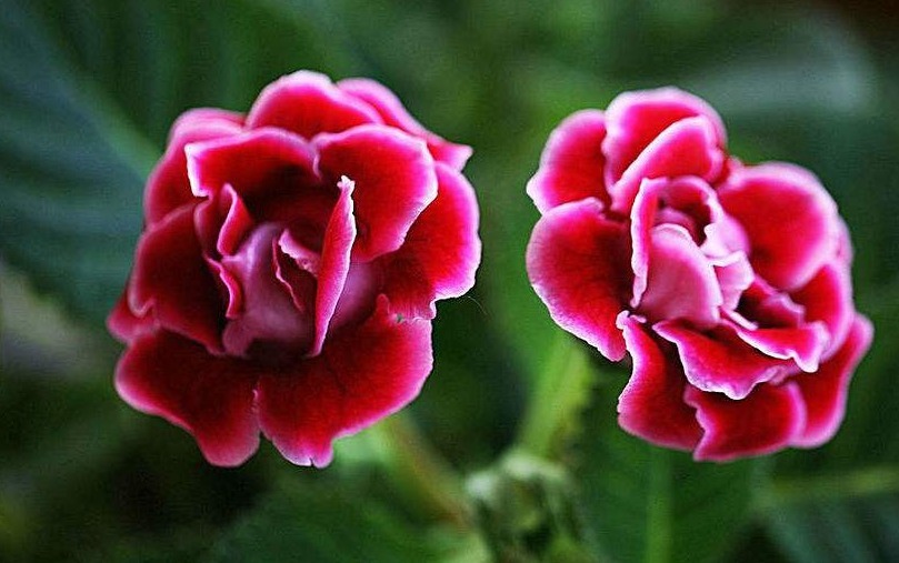 家养一种“阴暗花”，暗光也能“旺”，花开胜牡丹，美过玫瑰花