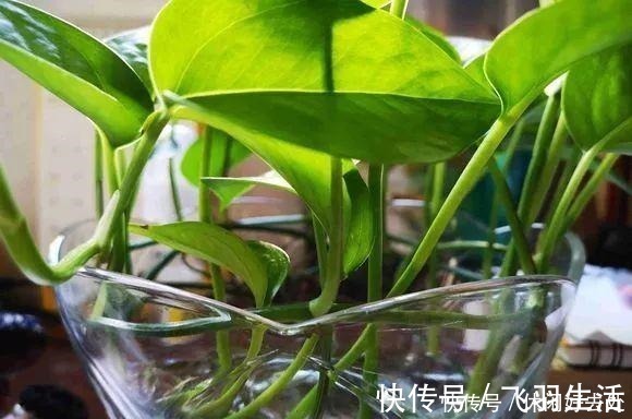 绿萝|这4种花 剪一段枝条丢水里就生根 家中绿意盎然！