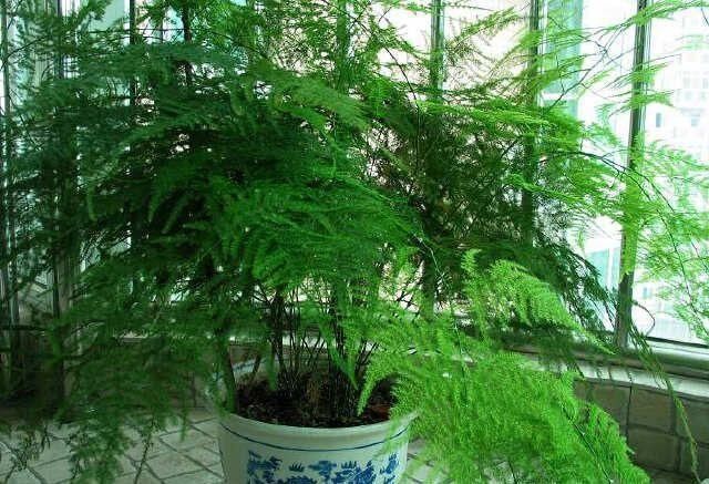 7月开始,4种花就怕“晒太阳”,想要叶色翠绿,这些细节你知道吗