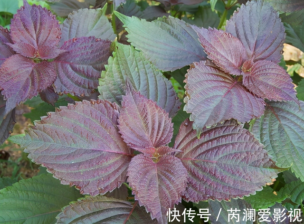 野菜|原名“紫舒”,是野菜也能入药,吃了会让人舒服,还是天然防腐剂
