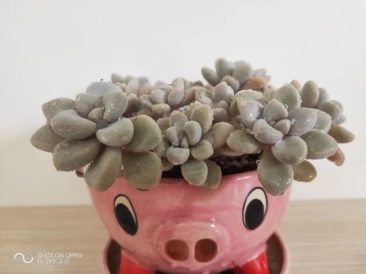 状态一般的多肉们，在我这儿已经是最美的存在了！