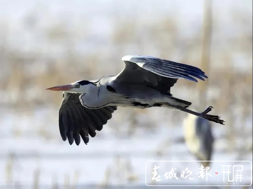 数百只苍鹭在沾益海峰湿地欢乐“度假”