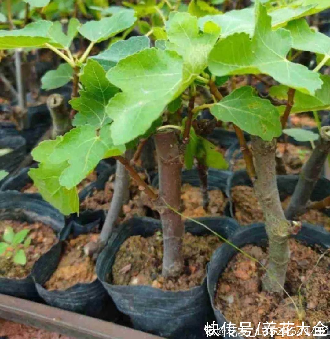 大粗杆子扦插,泥巴一裹就生根,秒变老桩大户