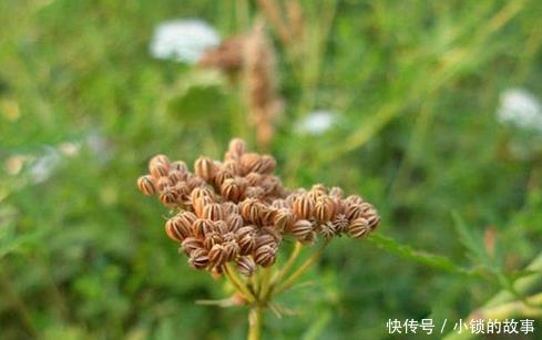 野草|一种野草是蛇的天然“床铺”，开花美价值高！野外遇到最好别碰！