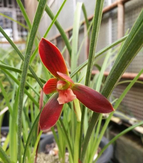 豆瓣|浓香名贵豆瓣兰，花色艳丽，花型饱满，实属难得一见的好花