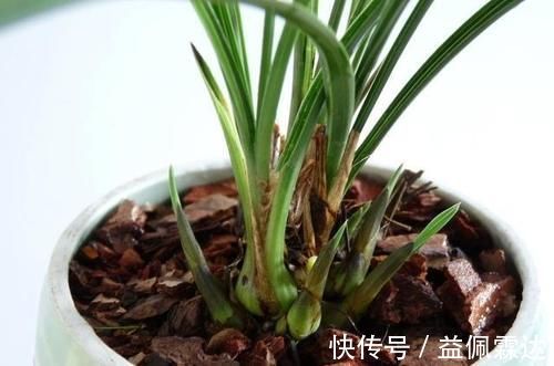 植料|兰花总是不长新根,发出来的小苗也不长,怎么办?