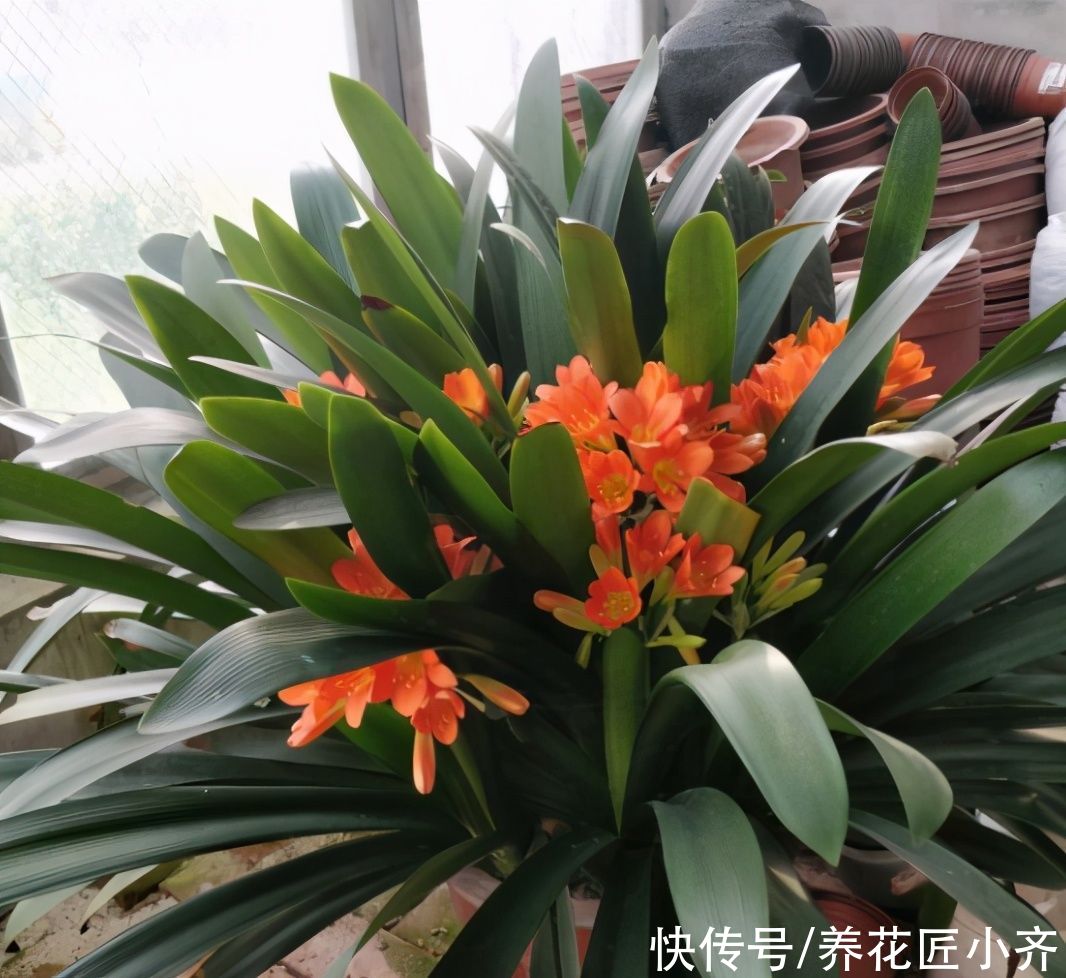 君子兰长“叶间根”,别发现不管,做好一步操作,才能长势旺盛