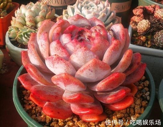 肉肉|这个季节的多肉,养来养去,还是要露养才会美起来!