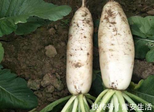 老年人|提醒爸妈：冬季养生少吃牛羊猪肉，以下几种食物一点不比肉差