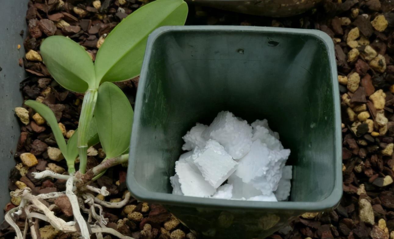 春季换盆“垫底”,十种材料不用花钱买,好用又透气,赶紧去找点