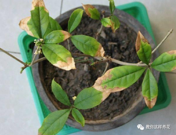 叶子|花草叶子发黄,10种原因最常见,第二种最常见!