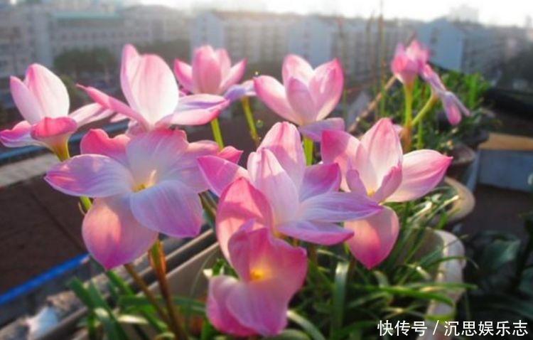 家里就养4种花,沾土就活,开花多、花期长,懒人新手都能养好!