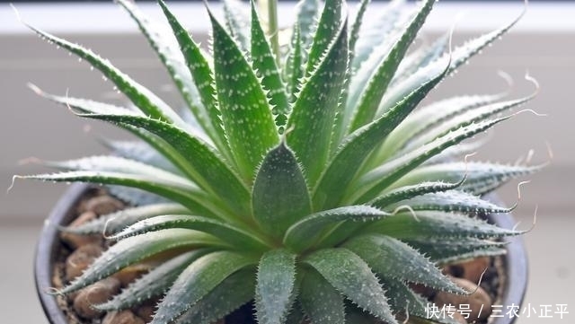 吸附灰尘的6种植物