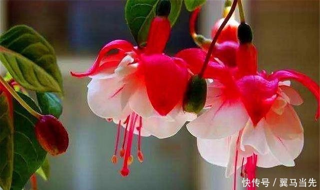 别养长寿花君子兰了，室内养花就选它，四季开花，过年挂满红灯笼
