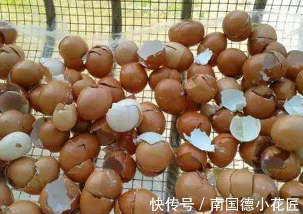 养花|鸡蛋壳养花效果到底是怎么样,你了解过嘛