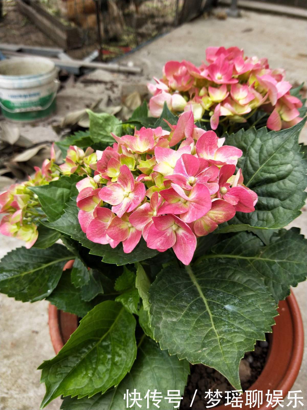 养绣球花不难，掌握6个要点，花球又大又鲜艳！