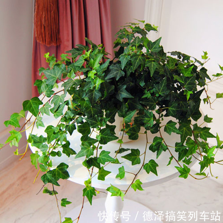 虎皮兰|九大“健康花”,建议大家养一盆,干净漂亮又吉祥