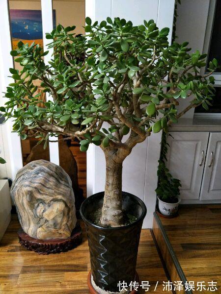 叶片|养玉树,一月浇2次“壮骨肥”,叶片肥厚岁岁开花,变“传家宝”