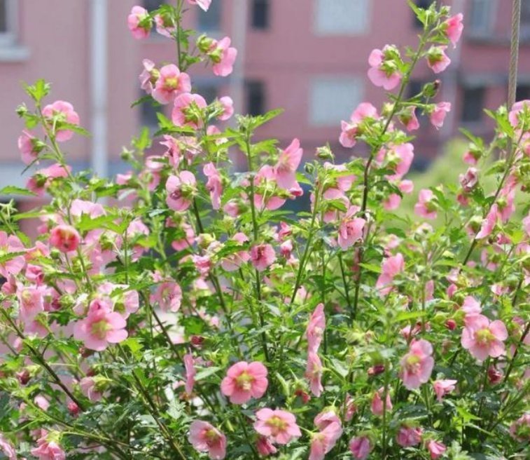 3种花开起花来拦不住,花朵鲜艳漂亮,最适合夏天养,香飘满院