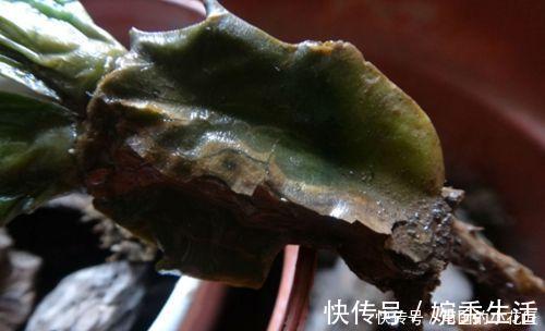 扦插|蟹爪兰开花期间叶片干瘪发蔫,花苞打不开,可能是这两点没做好