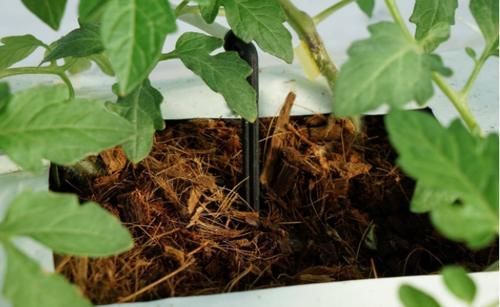 养花土用此2样，想效果好就得抓住这些“处理重点”