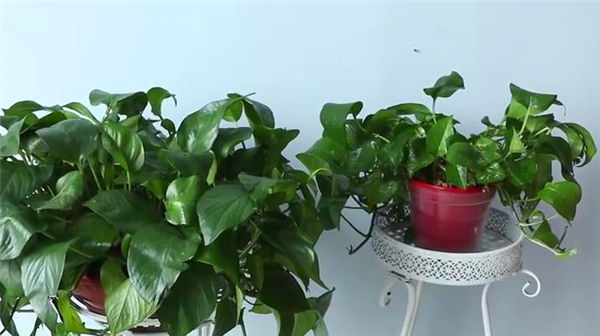 原来绿萝是有毒的家里有的快看看，别不信，等出事再后悔就晚了