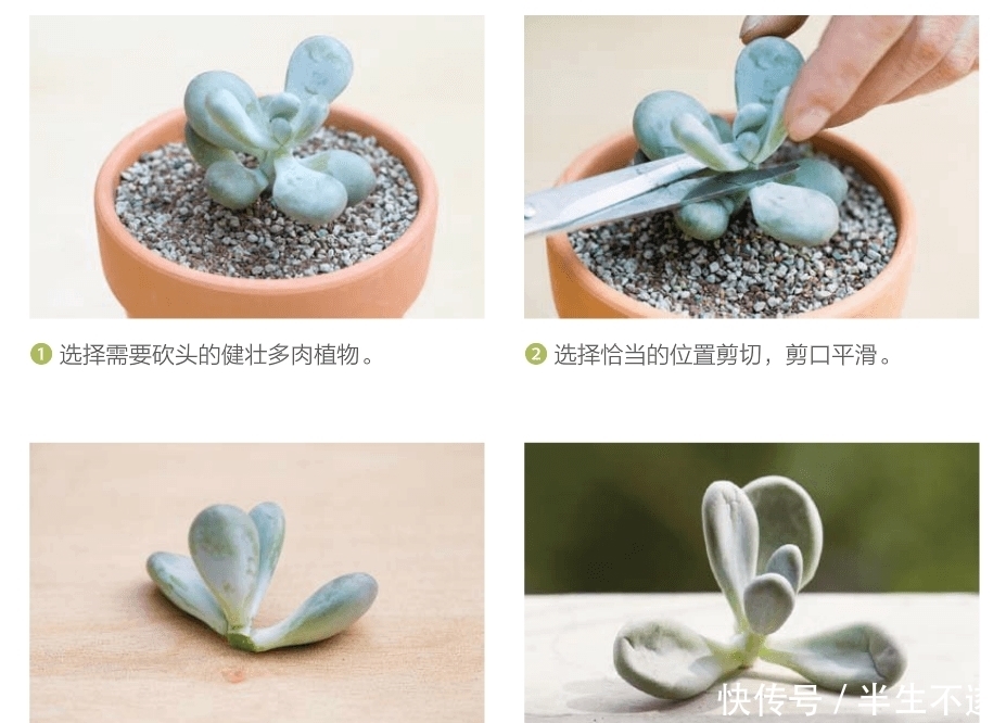 繁殖妙招:砍头!让你的多肉一株变两株