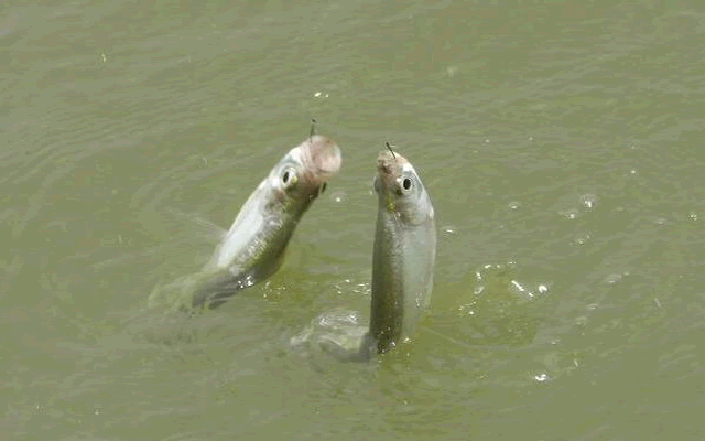钓组的主线和子线，搭配起来并不难，参照这几条，保证不切线