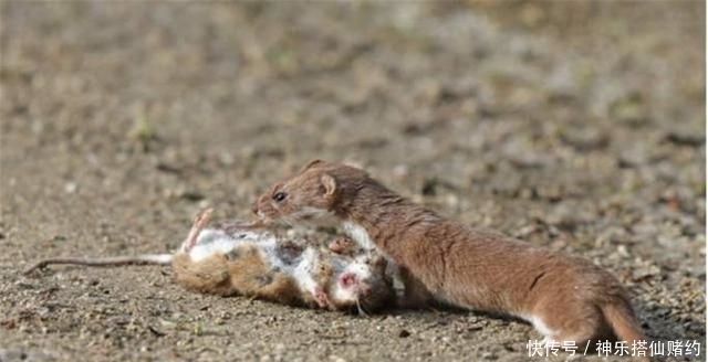 老鼠|为何老人们都说黄鼠狼不能杀?科学研究发现,原来真的不能杀