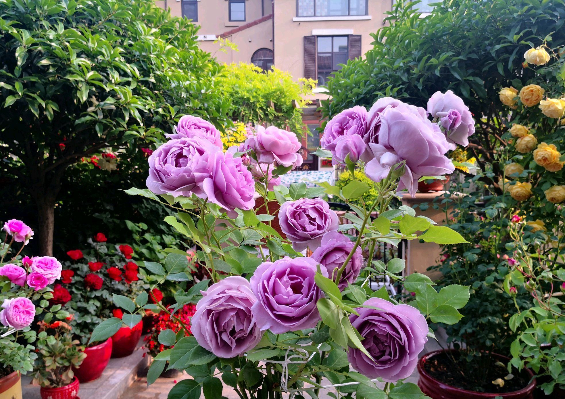 月季花枝条太少怎么办只需把花盆倒着放,一个月新芽蹭蹭长