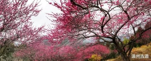 楠溪陡门梅岙花开正好，骄艳漫山坡，我已去过，你何时去？