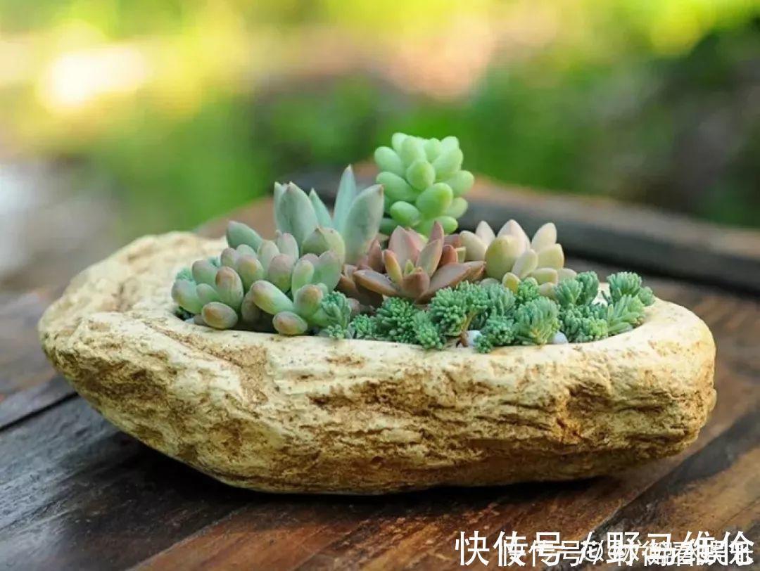 el多肉的花样养法，7种花盆全是自己造的，省钱又好用！