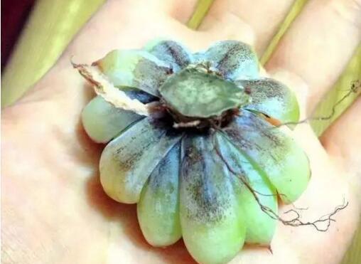  正午|多肉度夏8大死亡原因，不知道，你的多肉就危险了！