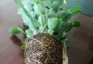 蟹爪兰有4“怕”,注意避开它,10天白根蹭蹭冒,独苗变群兰