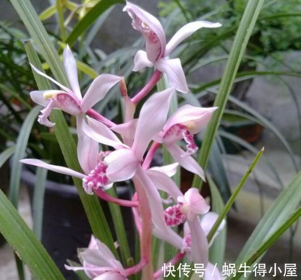小技巧|秋天养兰花，教你2个小技巧，学会了快速爆芽，绽放层叠群兰