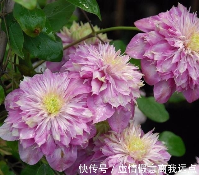 铁线莲中最漂亮的就和品种,有一种就美翻了小院!不要错过!