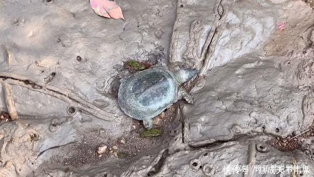 长江君|退水后钱塘江滩涂变“鳖滩”,甲鱼四处乱爬,有人一会捡了十几只