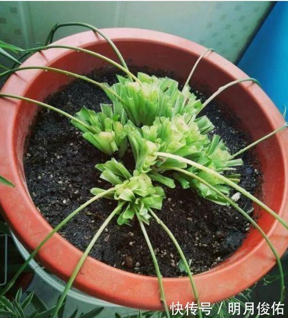 侧芽|3种花“越剪越旺”，没事常剪剪，剪成秃头，一月大变样，开花多