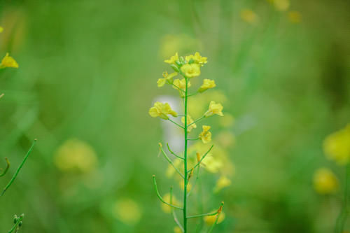 三月烟雨阳朔，油菜花正值盛花期，踏青赏花的好时节