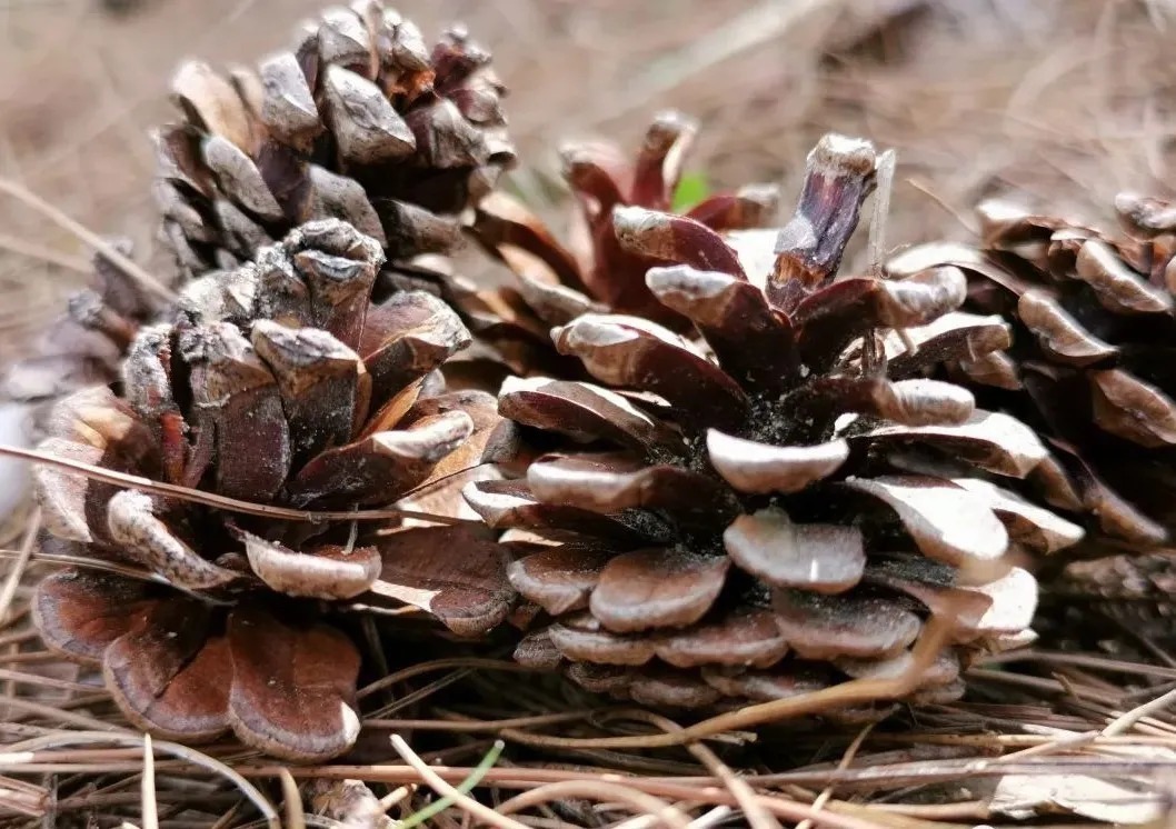松针腐殖土养兰花,做好两件事,来年春天有好植料