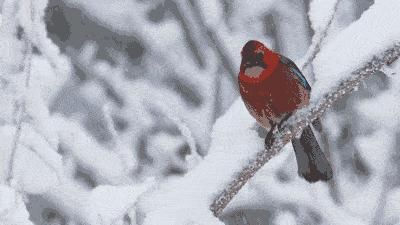  踏雪寻梅|大雪赏梅：暗香疏影 踏雪寻梅