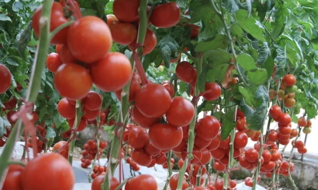抗癌的西红柿，若存放不当，能致癌？！