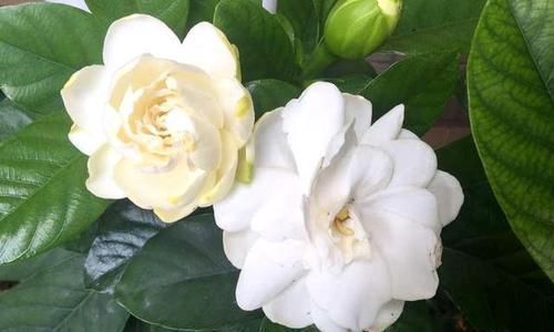 鸡蛋壳|养花易烂根,4种东西随便一种撒一把,10盆9盆不烂根!