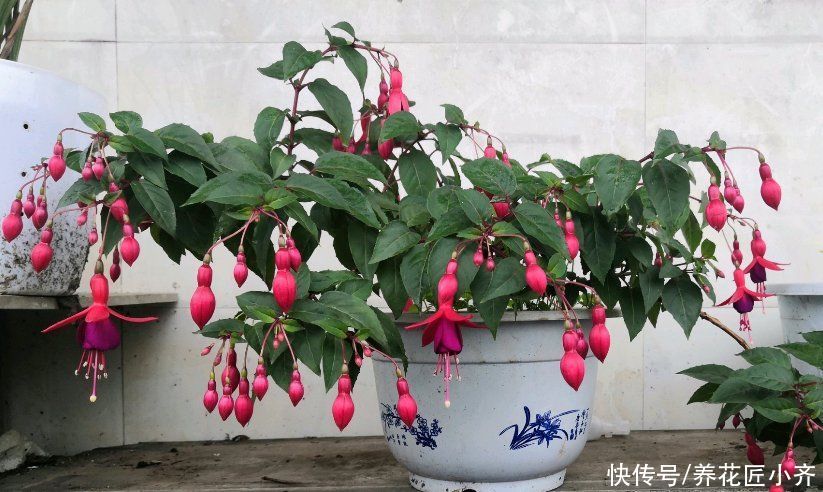 浇水|夏天施肥别盲目，掌握好4点，才能促进生长，用错了会烧根