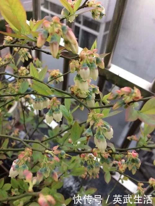 落花落蕾|7种花冬天要“春化”，必须冻满1个月，不然落花落蕾不开花！